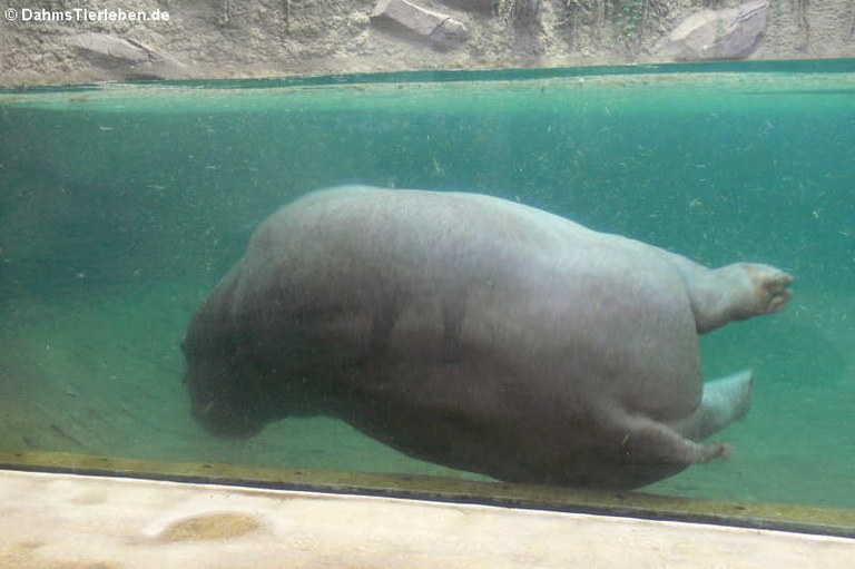 Hippopotamus amphibius