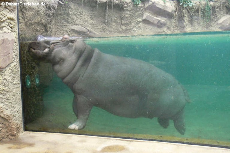 Hippopotamus amphibius