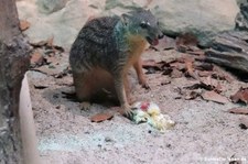 Nördlicher Schmalstreifenmungo (Mungotictis decemlineata decemlineata) im Kölner Zoo