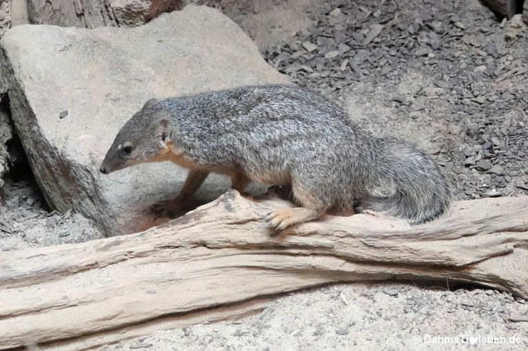 Mungotictis decemlineata decemlineata