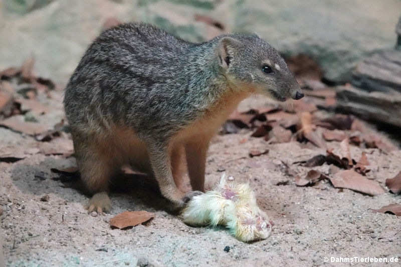 Nördlicher Schmalstreifenmungo (Mungotictis decemlineata decemlineata)