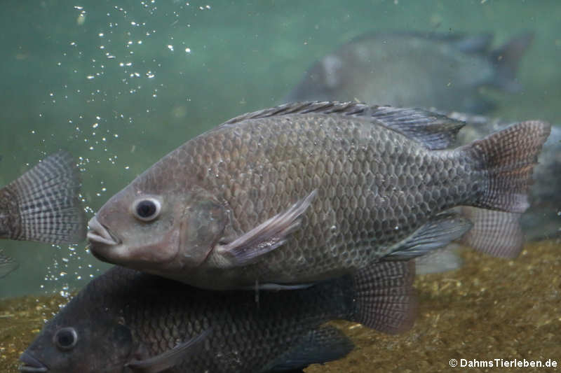 Nil-Buntbarsche (Oreochromis niloticus)