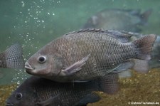 Nil-Buntbarsche (Oreochromis niloticus) im Kölner Zoo