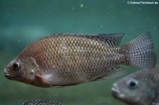 Tilapie (Oreochromis niloticus) im Kölner Zoo