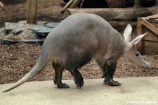 Erdferkel (Orycteropus afer) im Kölner Zoo