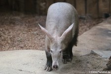 Erdferkel (Orycteropus afer) im Kölner Zoo