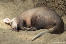 Erdferkel (Orycteropus afer) im Kölner Zoo