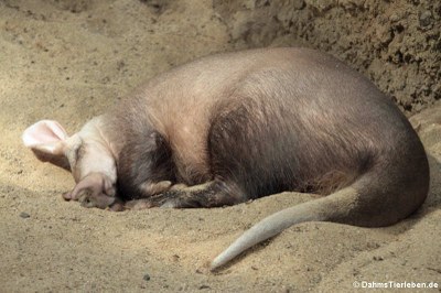 Erdferkel (Orycteropus afer)