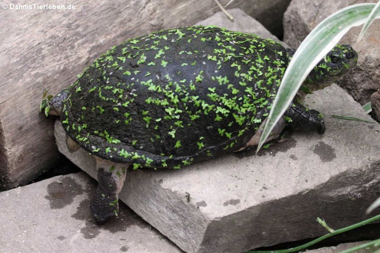 Pelusios castaneus