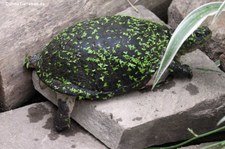 Pelomedusenschildkröte (Pelusios castaneus) im Kölner Zoo