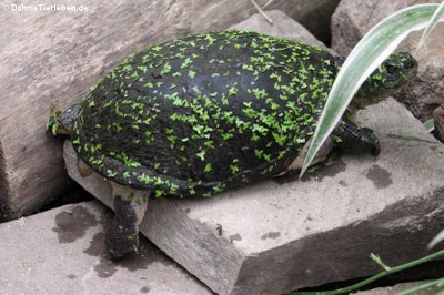 Pelomedusenschildkröte (Pelusios castaneus)
