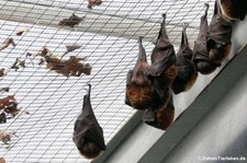 Rodrigues-Flughunde (Pteropus rodricensis) an der Hallendecke des Hippodoms im Kölner Zoo