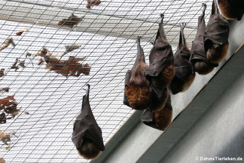 Rodrigues-Flughunde (Pteropus rodricensis) an der Hallendecke des Hippodoms 