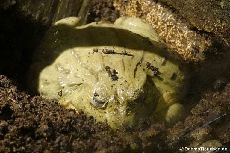 Pyxicephalus adspersus