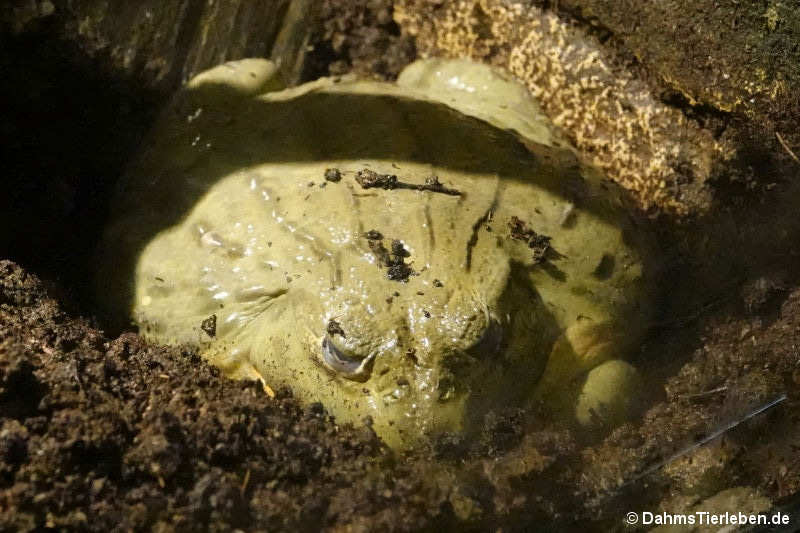 Pyxicephalus adspersus