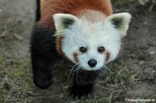 Westlicher Kleiner Panda (Ailurus fulgens) im Kölner Zoo