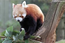 Westlicher Kleiner Panda (Ailurus fulgens) im Kölner Zoo