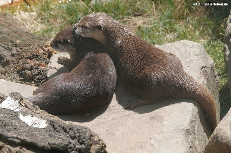 Aonyx cinereus