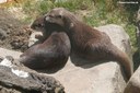Aonyx cinereus