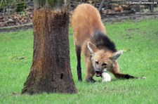 Mähnenwolf (Chrysocyon brachyurus) im Kölner Zoo