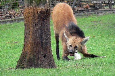 Mähnenwolf (Chrysocyon brachyurus)