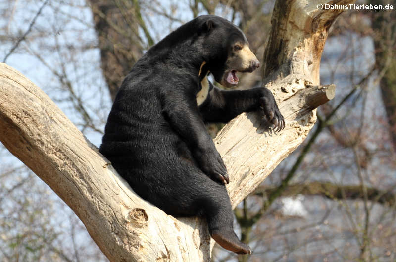 Malaienbär (Helarctos malayanus)