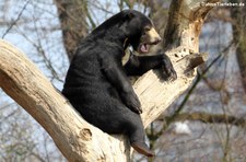 Malaienbär (Helarctos malayanus malayanus) im Kölner Zoo