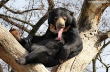 Malaienbär (Helarctos malayanus malayanus) im Kölner Zoo