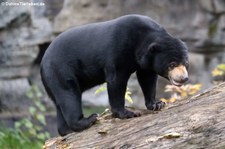 Malaienbär (Helarctos malayanus malayanus) im Kölner Zoo