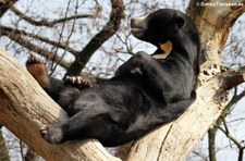 Malaienbär (Helarctos malayanus malayanus) im Kölner Zoo