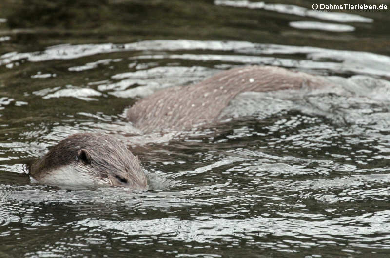 Fischotter (Lutra lutra)