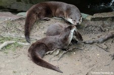 Eurasischer Fischotter (Lutra lutra lutra) im Kölner Zoo