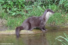 Eurasischer Fischotter (Lutra lutra lutra) im Kölner Zoo