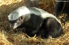 Honigdachs (Mellivora capensis) im Kölner Zoo