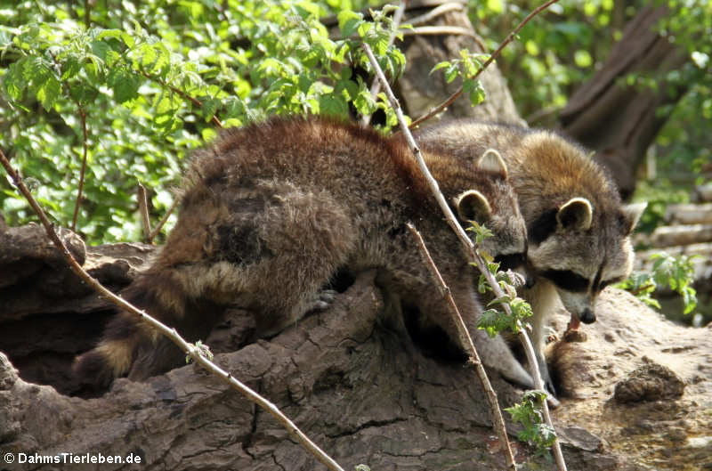 Waschbären (Procyon lotor)