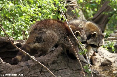 Waschbären (Procyon lotor)