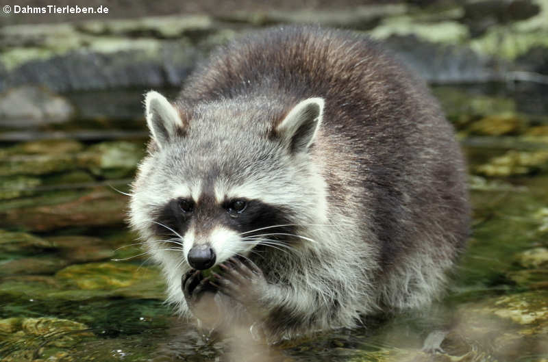 Waschbär (Procyon lotor)