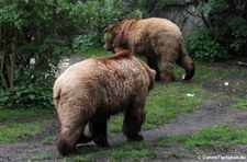 Grizzlybär (Ursus arctos horribilis) im Kölner Zoo