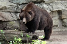 Grizzlybär (Ursus arctos horribilis) im Kölner Zoo