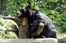 Kragenbär (Ursus thibetanus) im Kölner Zoo