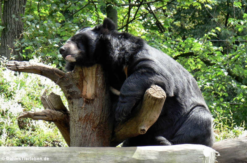 Kragenbär (Ursus thibetanus)