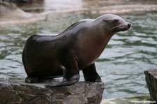 Kalifornischer Seelöwe (Zalophus californianus) im Kölner Zoo