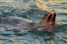 Kalifornischer Seelöwe (Zalophus californianus) im Kölner Zoo