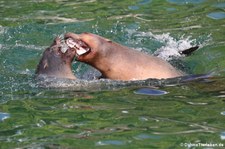 Kalifornischer Seelöwe (Zalophus californianus) im Zoo Köln