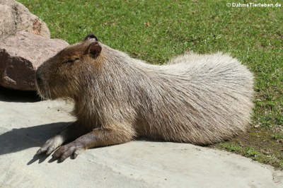 Capybara oder Wasserschwein (Hydrochoerus hydrochaeris)