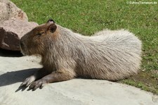 Wasserschwein (Hydrochoerus hydrochaeris) im Kölner Zoo
