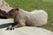 Capybara (Hydrochoerus hydrochaeris) im Kölner Zoo
