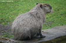 Capybara (Hydrochoerus hydrochaeris) im Kölner Zoo