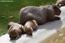 Capybaras (Hydrochoerus hydrochaeris) im Kölner Zoo