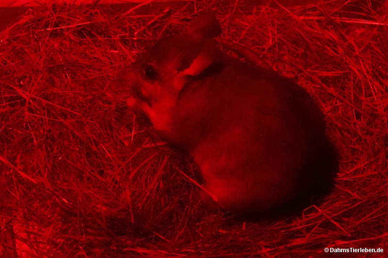 Hypogeomys antimena-1